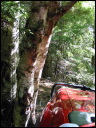 fendertree.jpg
