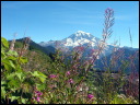 flower_rainier.jpg
