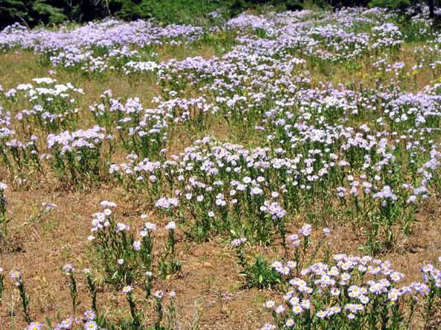 meadow.jpg